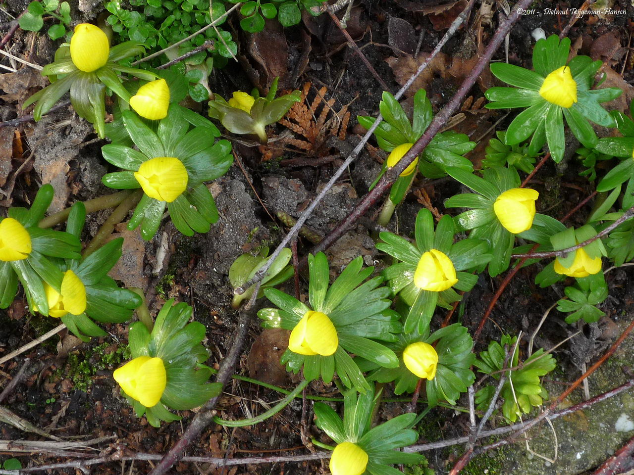 Winter aconite